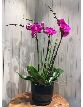 OR398 - 3菖紫色蝴蝶蘭及陶瓷花盆
